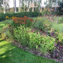 Kwitnąca rabata kwiatowa z rudbekiami, rdestem i trawami ozdobnymi na tle trawnika i zagajnika brzozowego.