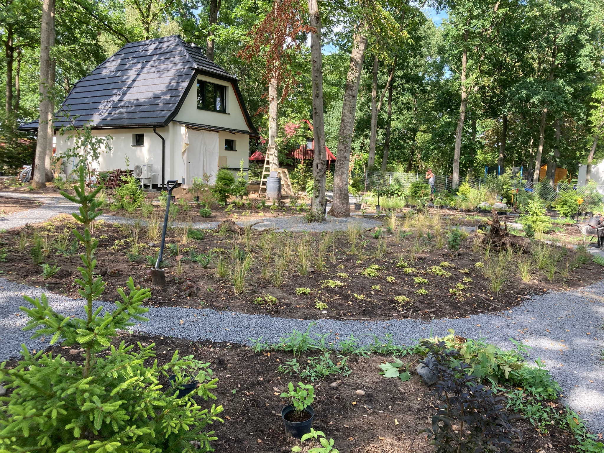 Nowo założony ogród z wysypaną ścieżką z kamyków, widoczne sadzonki, trawy ozdobne i małe drzewka iglaste, w tle dom z ciemną dachówką i las