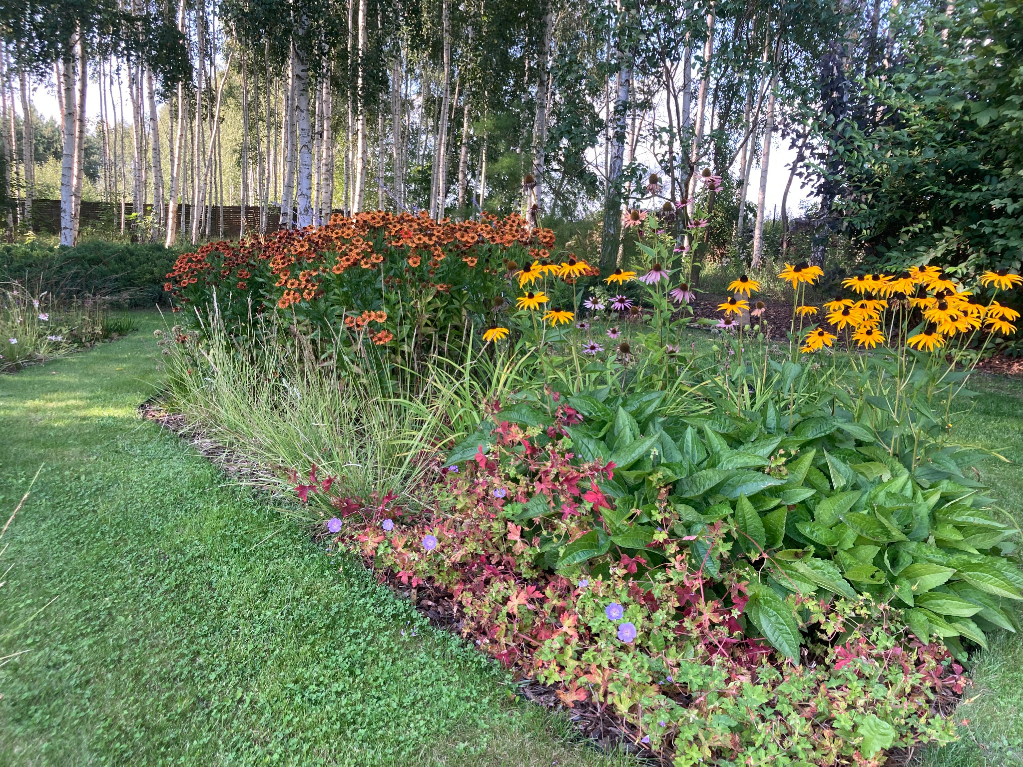 Kwitnący rabat kwiatowy w ogrodzie z dominującymi rudbekiami w odcieniach pomarańczy i żółci, obwódka z niskich roślin okrywowych z kolorowymi liśćmi, w tle zagajnik z białych brzóz.