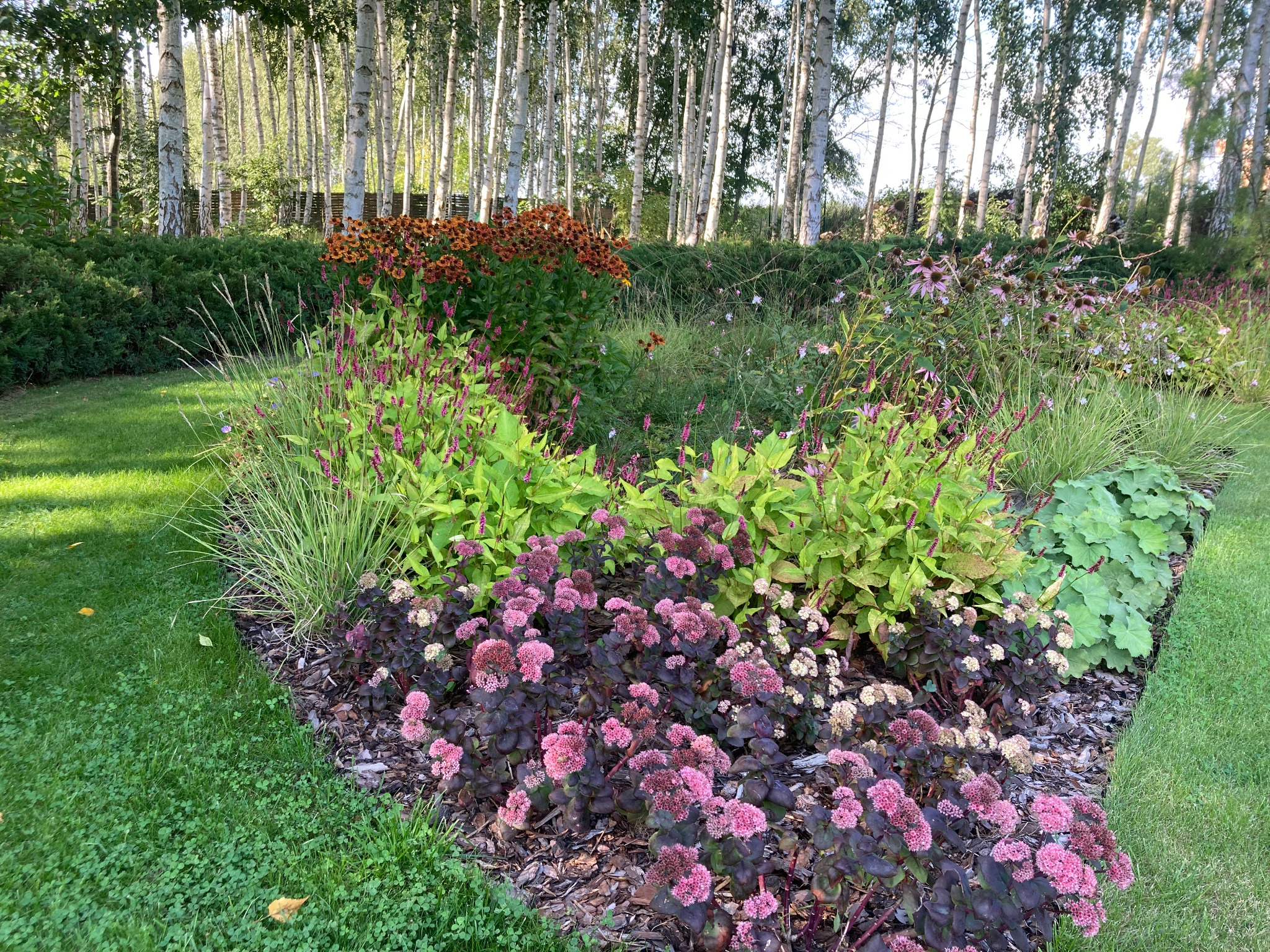 Kaskadowa rabata kwiatowa z rozchodnikiem okazałym, rudbekią i trawami ozdobnymi na tle brzozowego zagajnika, oświetlona popołudniowym słońcem.