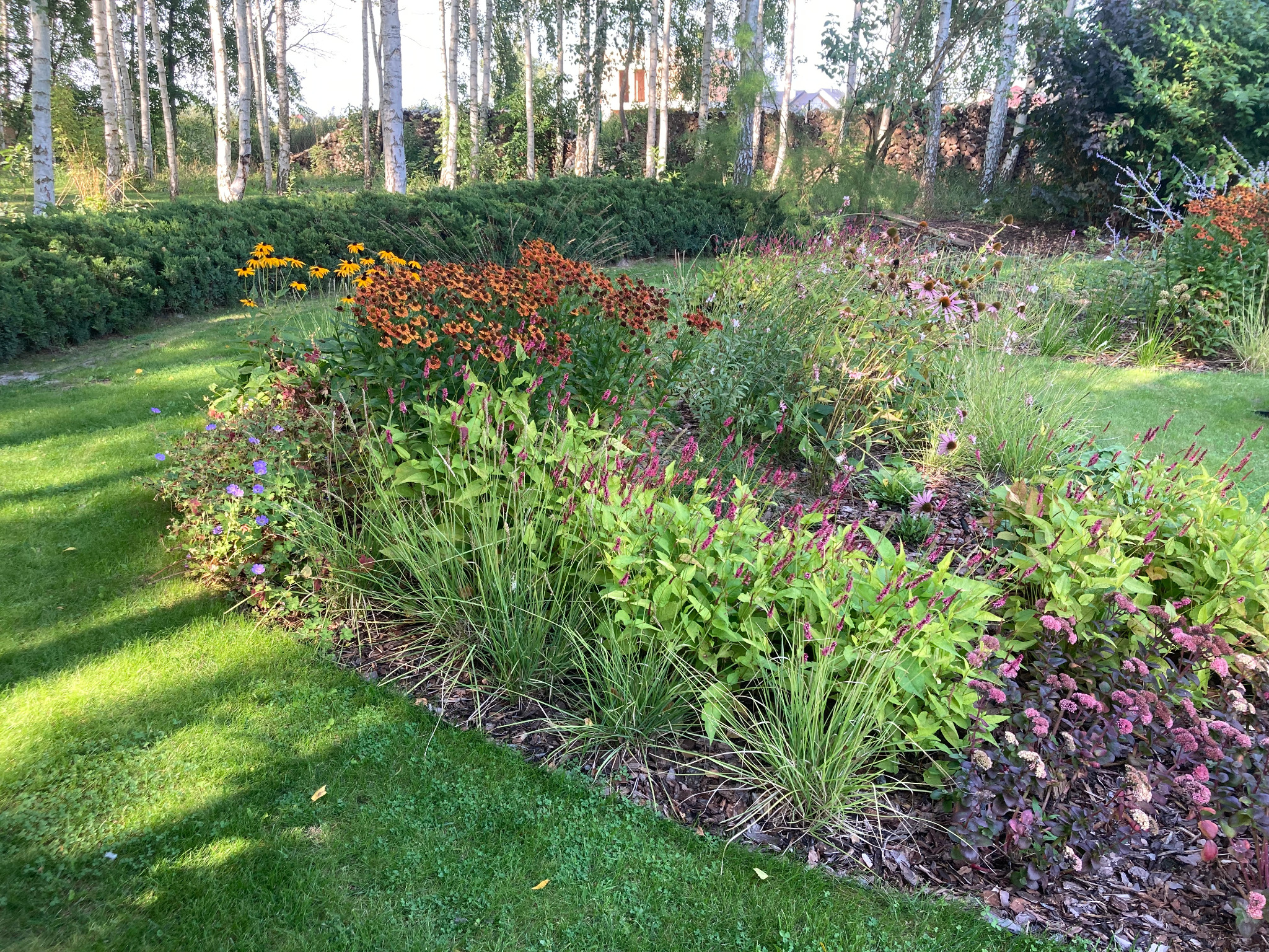 Kwitnąca rabata kwiatowa z rudbekiami, rdestem i trawami ozdobnymi na tle trawnika i zagajnika brzozowego.