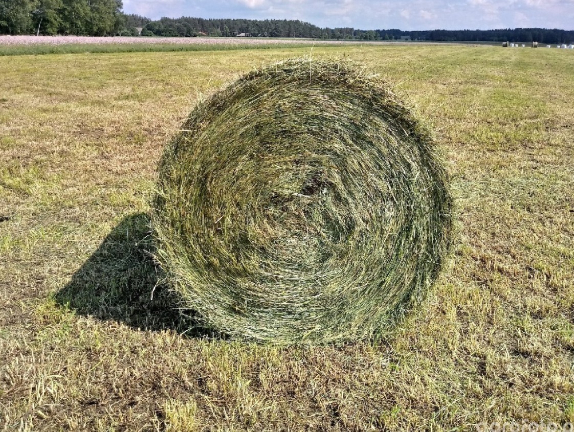 Okazała bela siana na polu, rzucająca cień, z widocznym horyzontem i zielenią w tle.