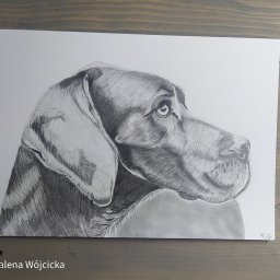 Czarno-biały portret
 rasa dog niemiecki