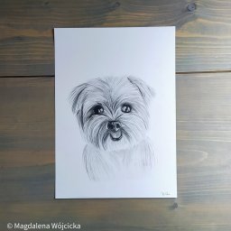Portret psa czarno-biały wykonany ołówkiem 
