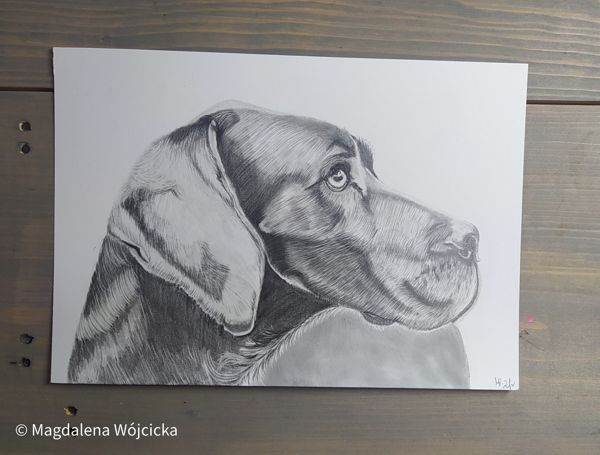 Czarno-biały portret rasa dog niemiecki