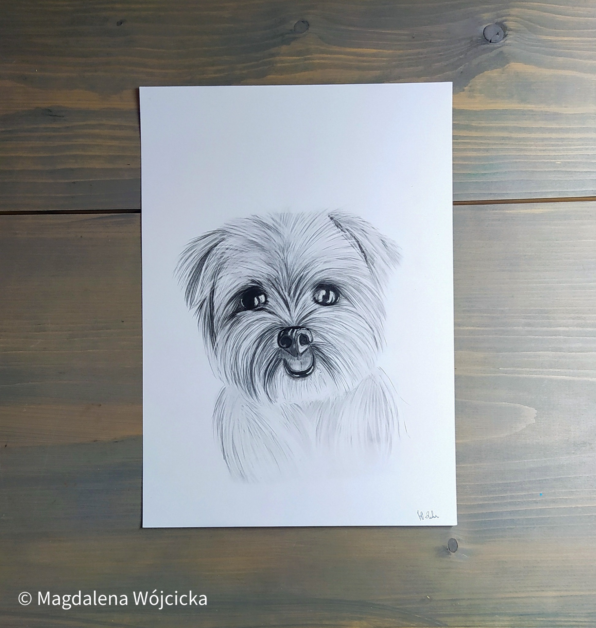 Portret psa czarno-biały wykonany ołówkiem