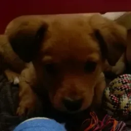 Brązowy szczeniak leży na kocyku obok niebieskiej piłki i sznurkowej zabawki z kolorowymi wzorami.