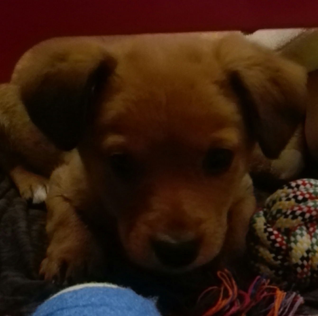 Brązowy szczeniak leży na kocyku obok niebieskiej piłki i sznurkowej zabawki z kolorowymi wzorami.