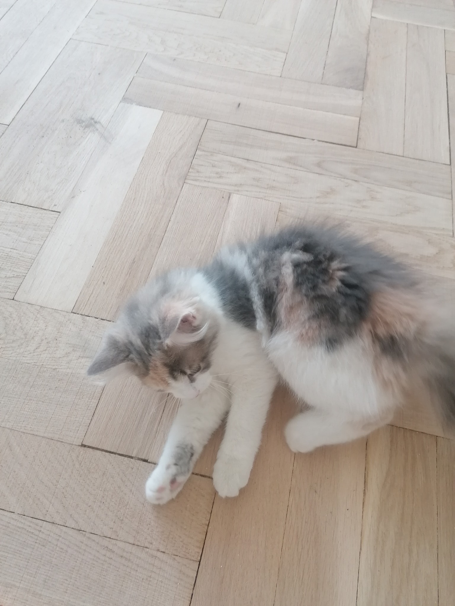 Uroczy, trójkolorowy kociak leży na jasnych, parkietowych panelach ułożonych we wzór jodełki.