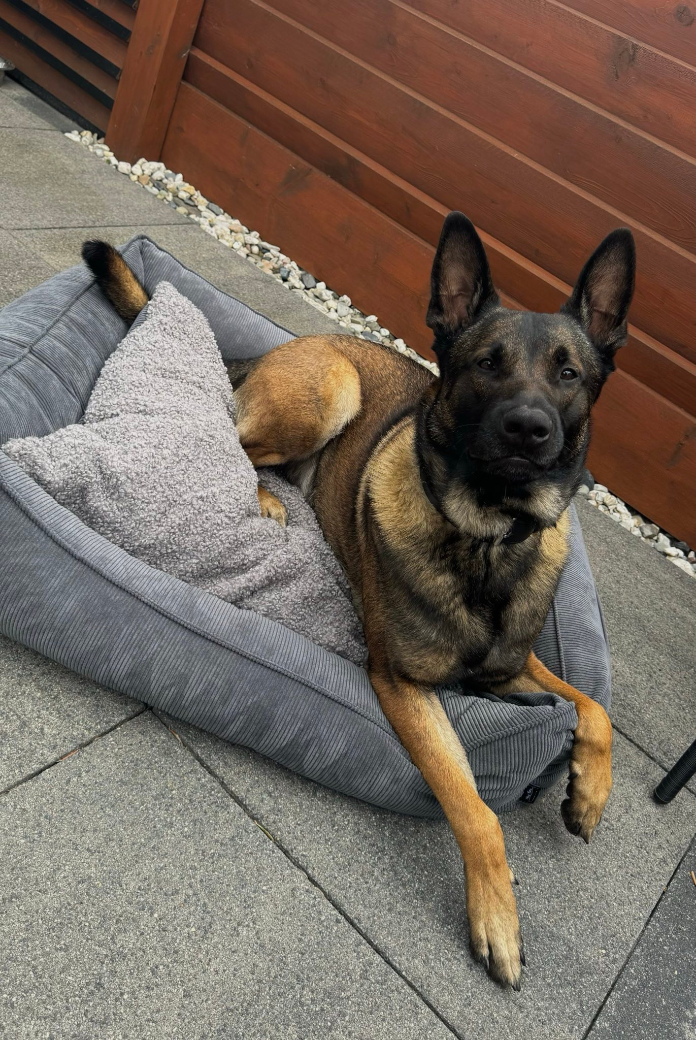 Belgijski owczarek malinois leży w szarym, pluszowym legowisku z poduszką na betonowym patio, z drewnianym płotem w tle.