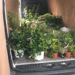 FHU YARO JAROSŁAW KONCZAREK - Wnętrze furgonetki wypełnione roślinami w doniczkach, przygotowanymi do transportu, widoczne etykiety producentów i odmian.