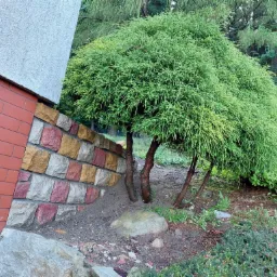 Murek z Kamienia, Piaskowca