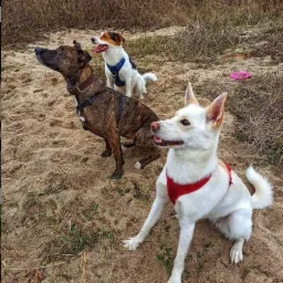 Trzy psy różnych ras na piaszczystym terenie z suchą trawą w tle, jeden z nich patrzy w górę.