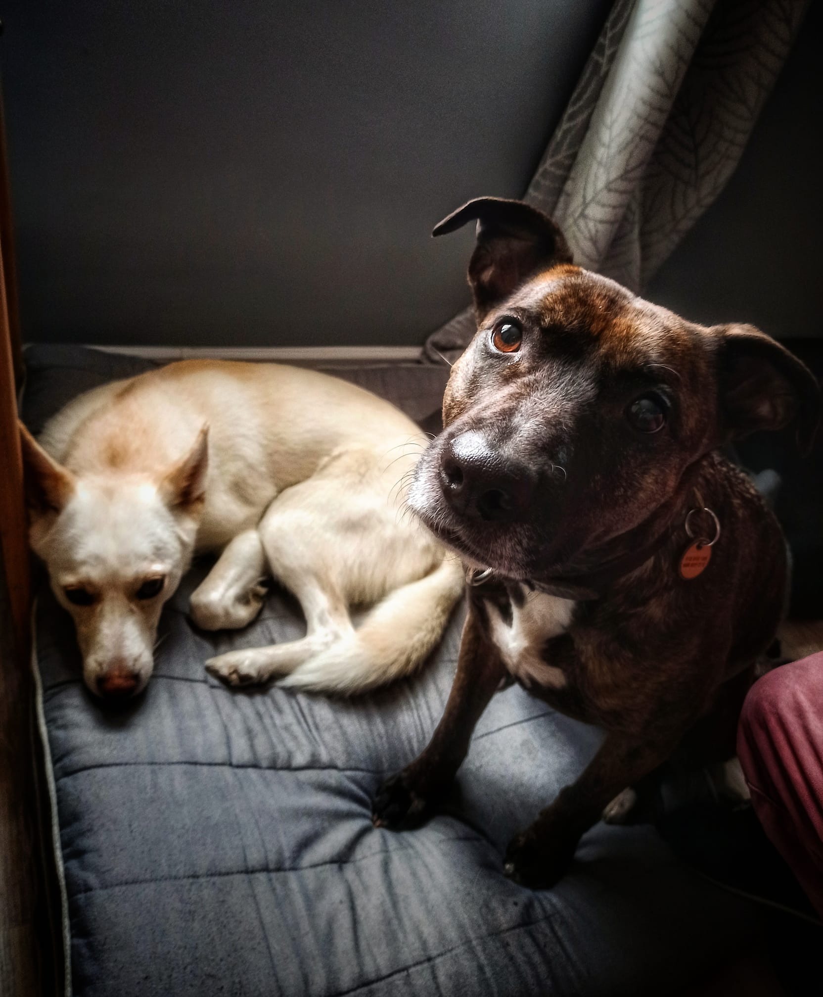 Brązowy pies z obrożą spogląda w obiektyw, obok śpiący biały pies na szarym posłaniu, w tle zasłona i ciemna ściana.