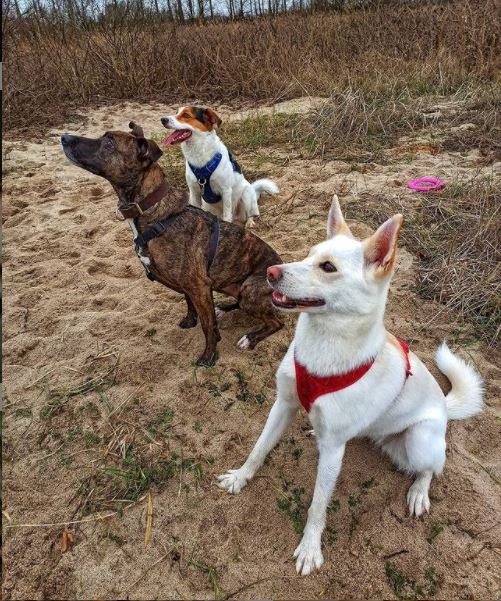 Trzy psy różnych ras na piaszczystym terenie z suchą trawą w tle, jeden z nich patrzy w górę.