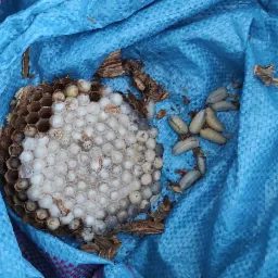 Likwidacja gniazd szerszeni