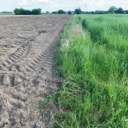 Przygotowane pole pod zasiew, z widocznymi śladami opon ciągnika, graniczące z bujną, zieloną trawą i polnymi kwiatami.