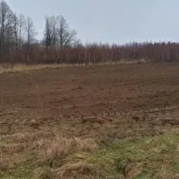 Zaorane pole w brązowych odcieniach, z rzędami drzew w tle pod pochmurnym niebem.