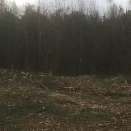 Teren po wycince drzew, z widocznymi pniami i gałęziami na ziemi, na tle gęstego lasu.