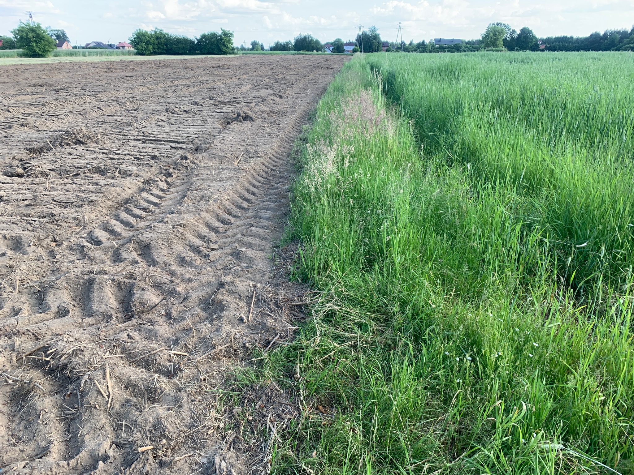 Przygotowane pole pod zasiew, z widocznymi śladami opon ciągnika, graniczące z bujną, zieloną trawą i polnymi kwiatami.