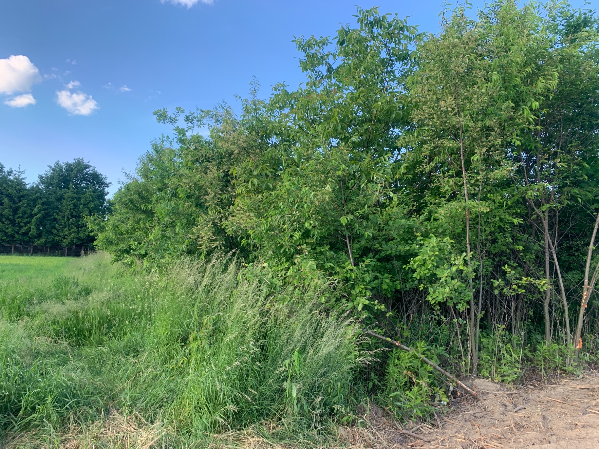 Rząd młodych drzewek z zielonymi liśćmi, posadzonych wzdłuż granicy pola z wysoką trawą, pod błękitnym niebem z pojedynczymi obłokami.