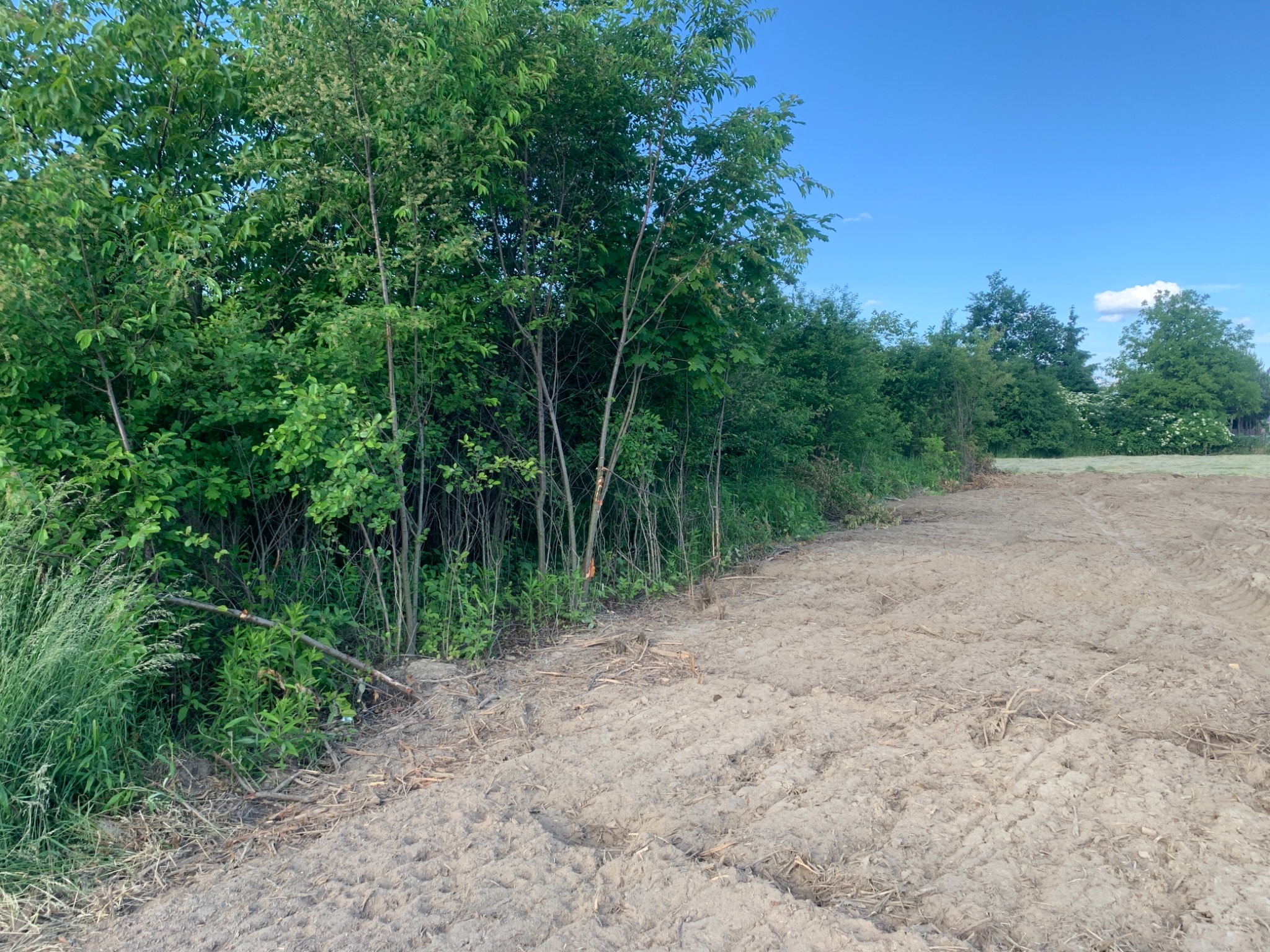 Teren po wycince drzew, widoczne pnie i świeżo przekopana ziemia, pozostałości po pracach leśnych na tle zieleni i błękitnego nieba.