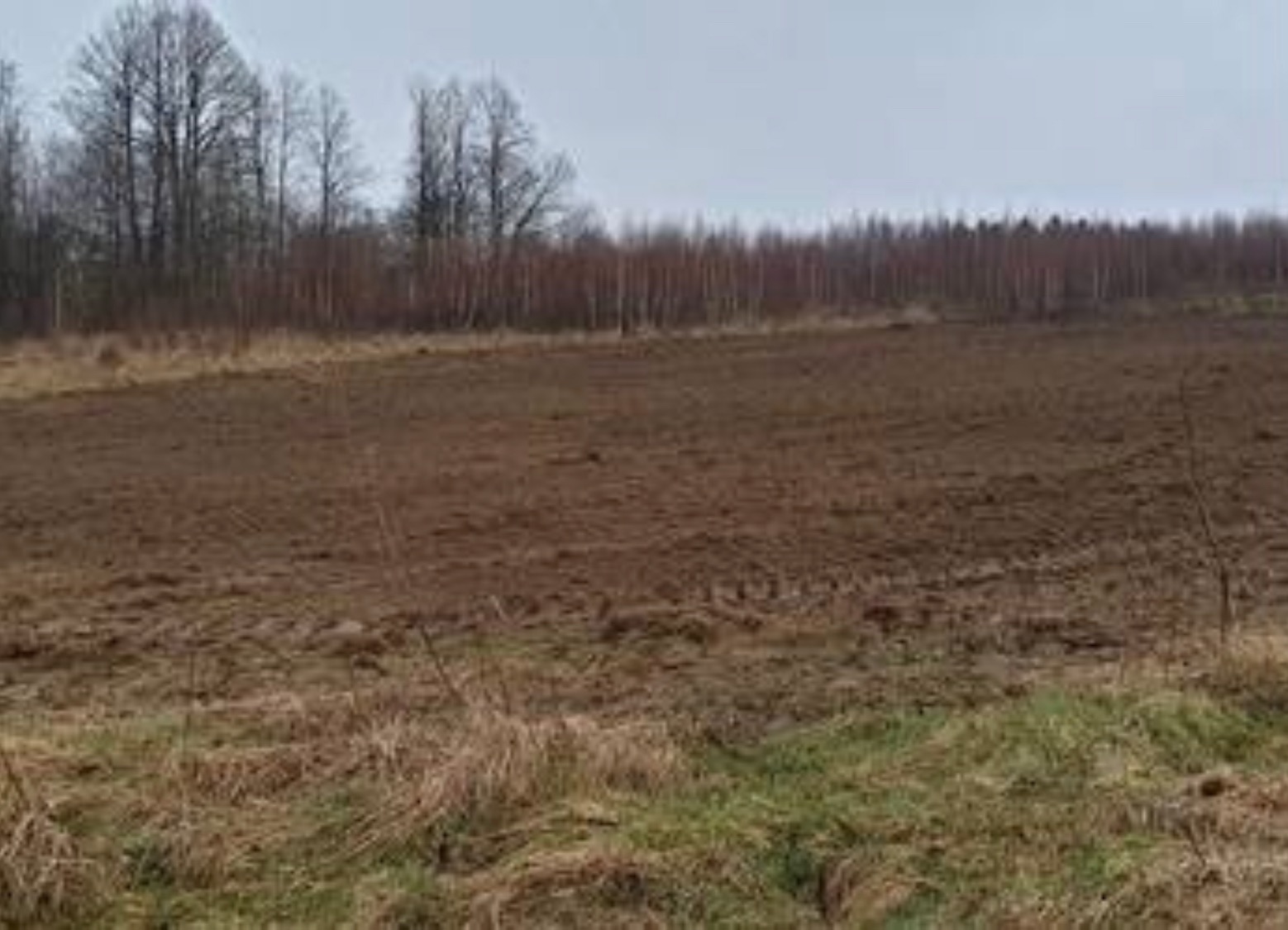 Zaorane pole w brązowych odcieniach, z rzędami drzew w tle pod pochmurnym niebem.