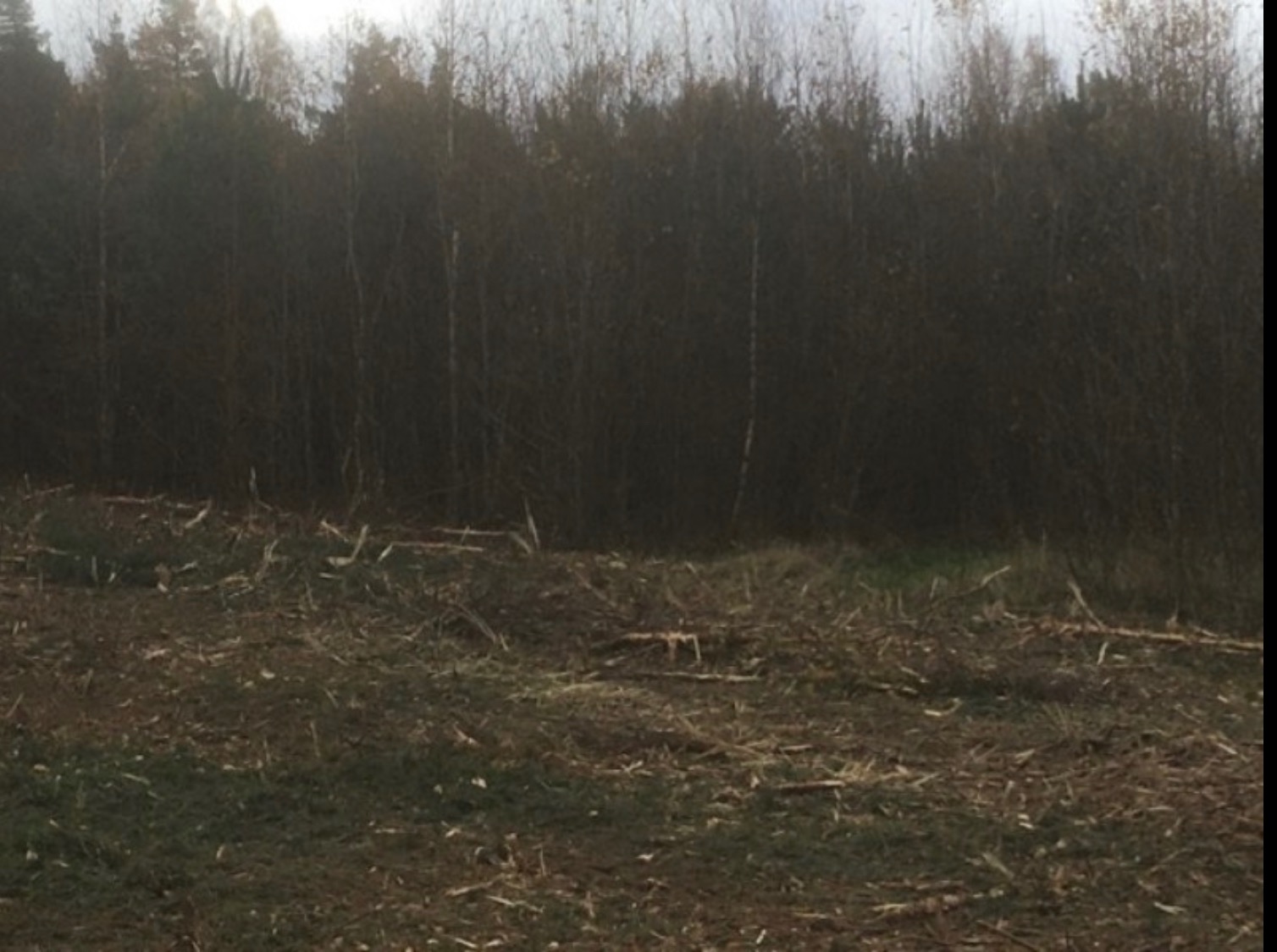 Teren po wycince drzew, z widocznymi pniami i gałęziami na ziemi, na tle gęstego lasu.