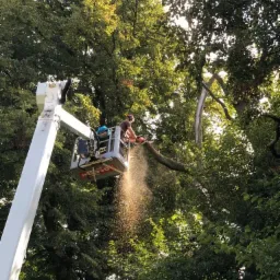 Pracownik na podnośniku koszowym tnie gałąź drzewa piłą łańcuchową, w tle gęste korony drzew.