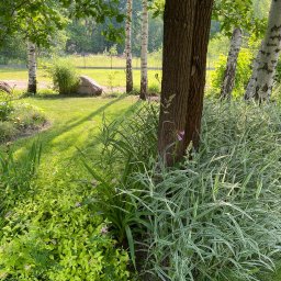 Wycinka drzew Warszawa 1