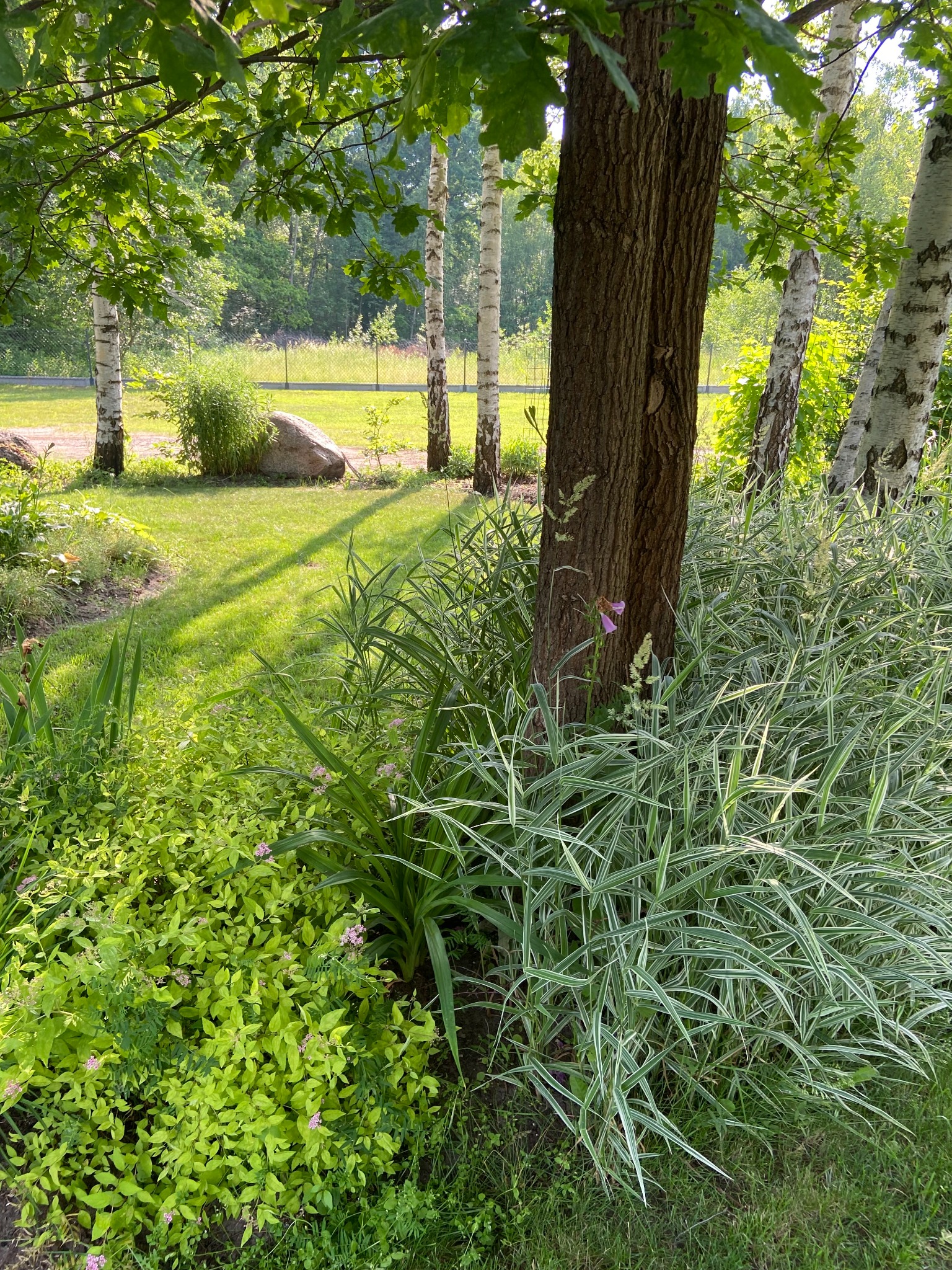 Fragment ogrodu z brzozami, drzewem o grubej korze i różnorodną roślinnością ozdobną, w tym trawami o białych brzegach i kwitnącymi krzewami, widziany w słoneczny dzień.
