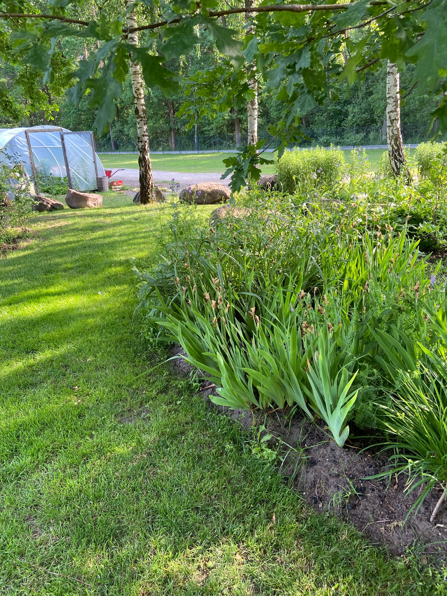 Ogród z zielonym trawnikiem, rabatą kwiatową, brzozami i tunelem foliowym w tle, w słoneczny dzień.