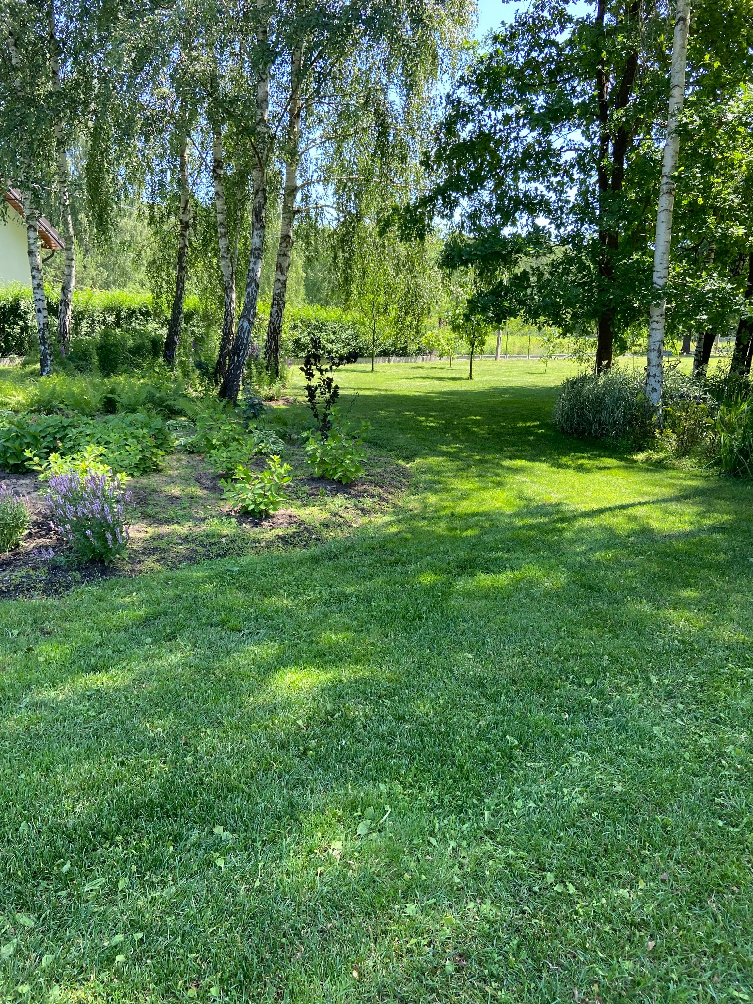 Rozległy trawnik z nasadzeniami bylin i drzew, w tym brzozy, oświetlony popołudniowym słońcem, z widocznymi cieniami rzucanymi przez korony drzew.
