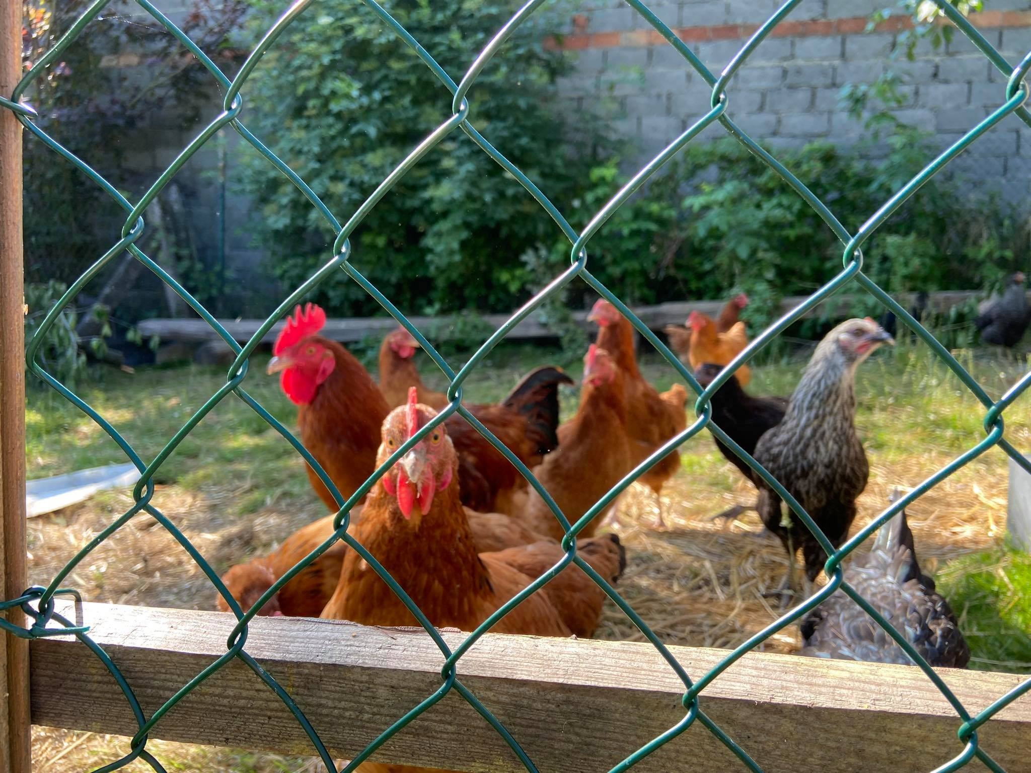 Kura z czerwonym grzebieniem patrzy w obiektyw zza siatki ogrodzeniowej, stado kur w tle na słomie w słoneczny dzień.