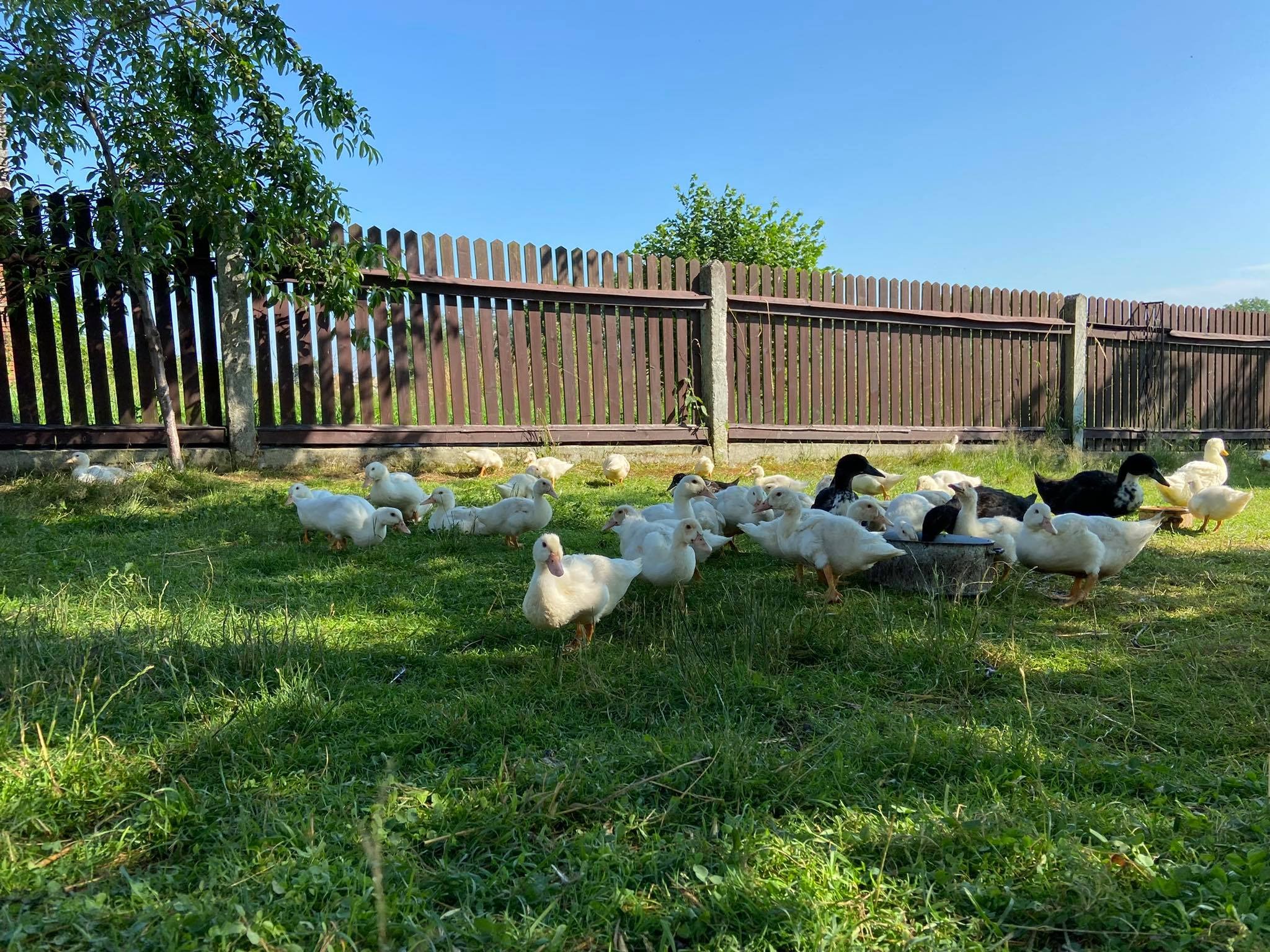 Stado kaczek białych i czarnych pije wodę z metalowego koryta na zielonej trawie przed drewnianym płotem w słoneczny dzień.