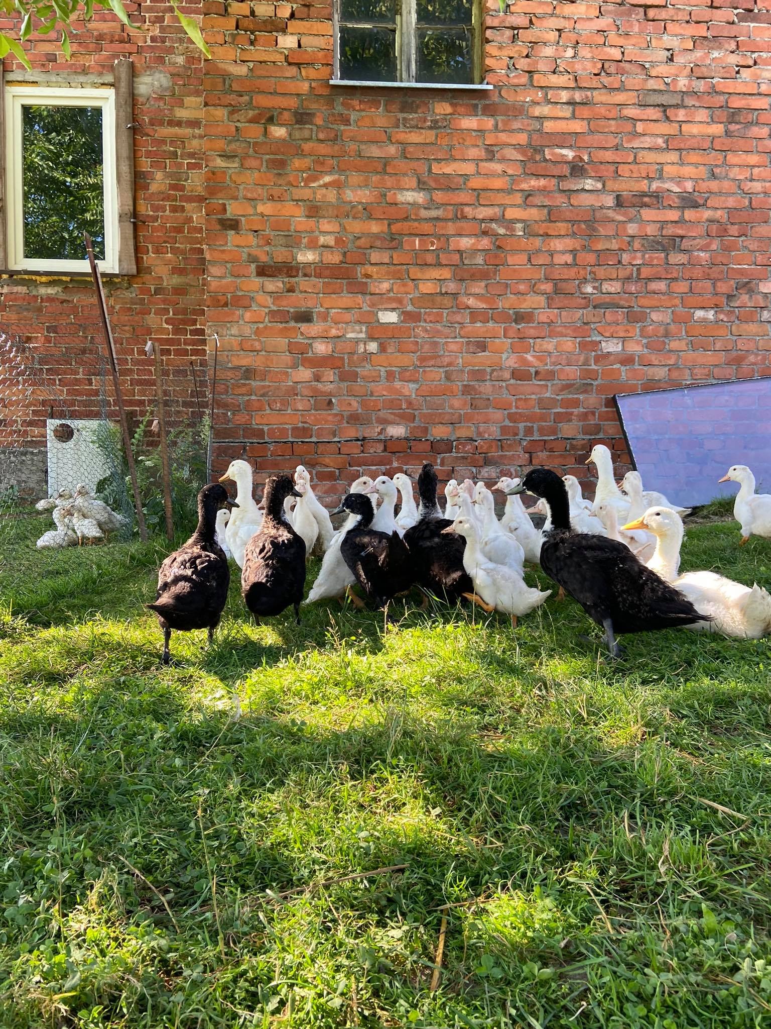 Stado kaczek białych i czarnych na trawniku przed ceglanym budynkiem z dwoma oknami.