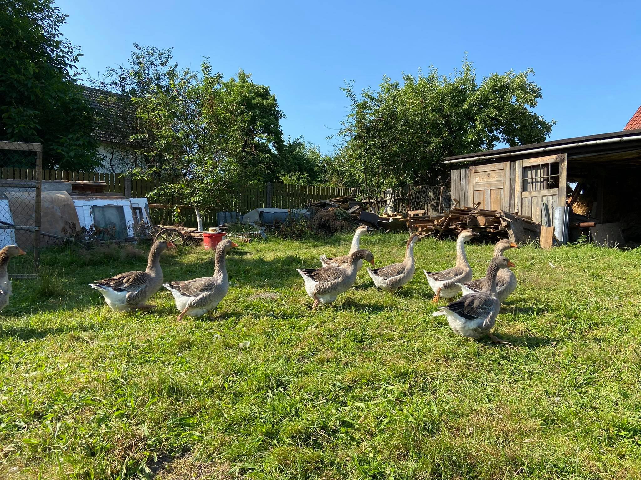 Stado gęsi szarych spaceruje po zielonym trawniku w wiejskim otoczeniu z drewnianą stodołą i drzewami owocowymi w tle, w słoneczny dzień.