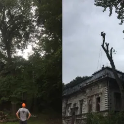 Dwa ujęcia tego samego budynku: po lewej stronie widok drzewa przed budynkiem, po prawej pracownik na wysokości przycina konary drzewa obok budynku.