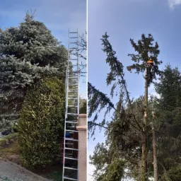 Dwa ujęcia tego samego drzewa: pierwsze pokazuje drzewo w całości z drabiną opartą o jego pień, a drugie ukazuje pracownika w kasku i uprzęży podczas cięcia gałęzi na wysokości.