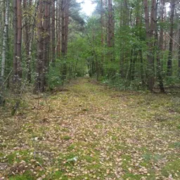 Leśna ścieżka pokryta opadłymi liśćmi, wysokie sosny po obu stronach, widok w głąb lasu.