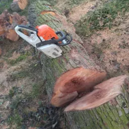 Pomarańczowo-biała piła spalinowa Stihl leży na świeżo ściętym pniu drzewa, otoczonym trocinami i zieloną trawą.