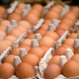 Tekturowe wytłaczanki wypełnione brązowymi jajami, oferowane w Łysomicach. Widok z góry, oświetlenie naturalne.