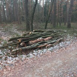 Czyszczenie lasów - pow. Tarnogórski