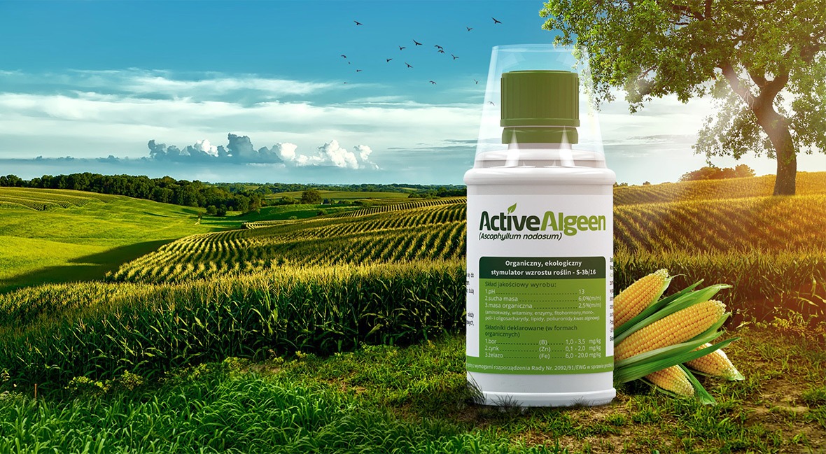 Butelka ekologicznego stymulatora wzrostu roślin Active Algeen na tle pola kukurydzy i błękitnego nieba z kluczem ptaków, z kilkoma kolbami kukurydzy u podstawy butelki.