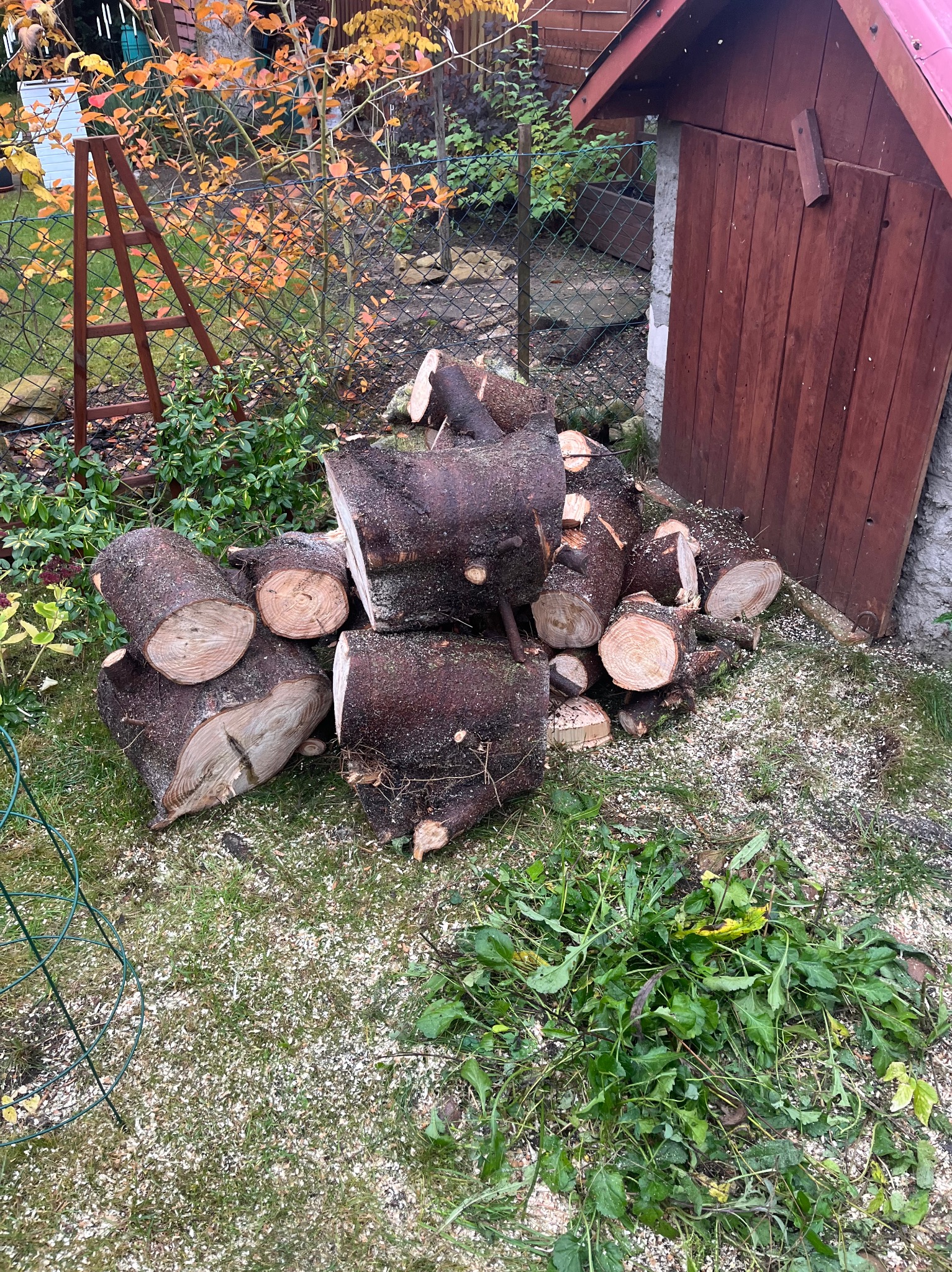 Tutaj akurat Pani chciała usunąć jedno drzewko i zrobić porządek na ogrodzie