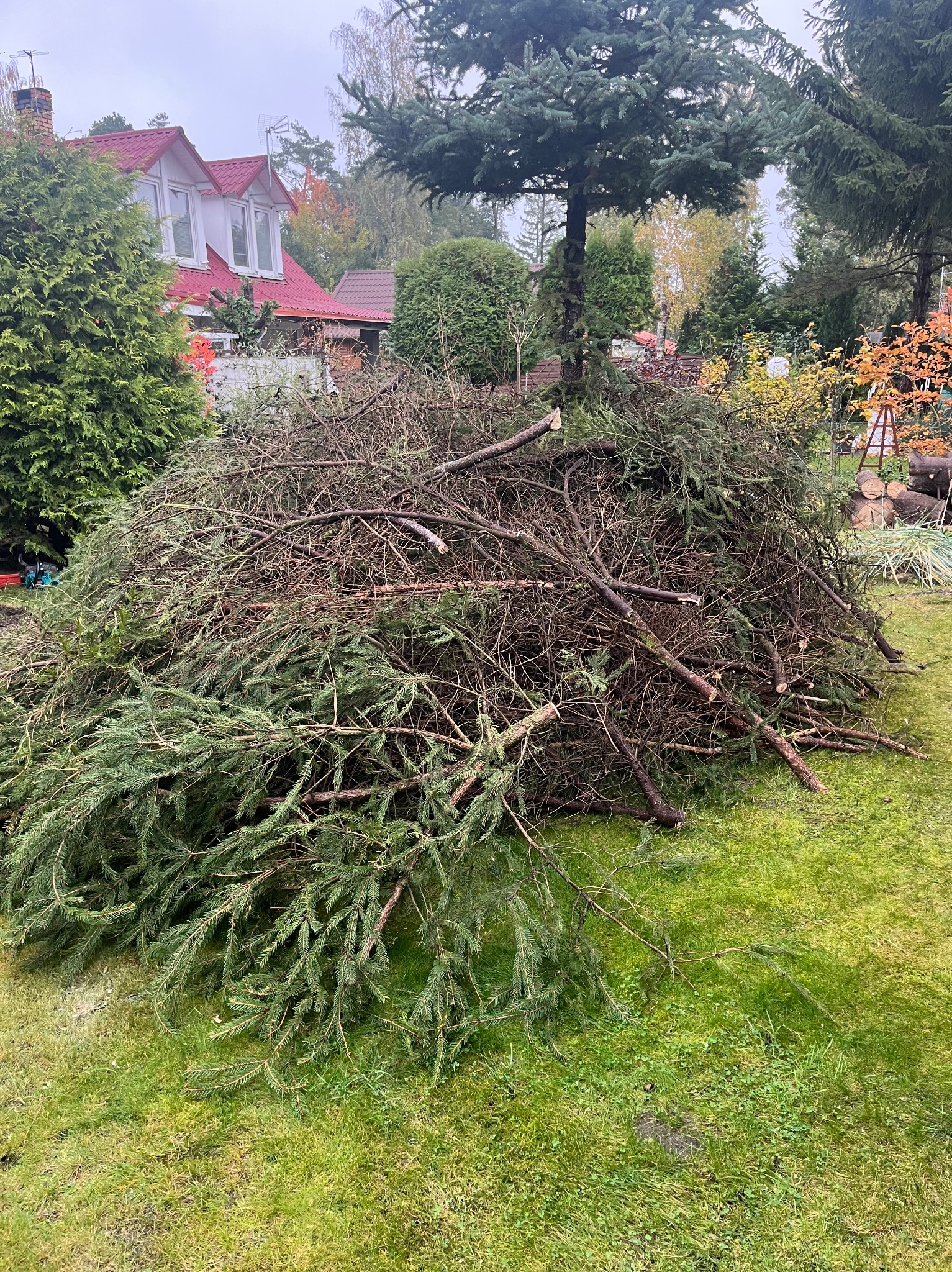 Stos gałęzi iglastych po wycince drzewa na trawniku przed domem z czerwoną dachówką w pochmurny dzień.