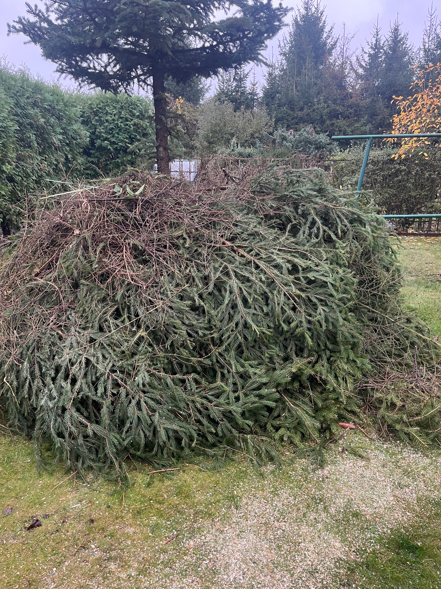 Kupa gałęzi drzew iglastych i suchych pędów na trawniku po wycince, w tle drzewa i krzewy.