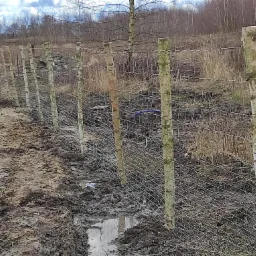 Długa linia ogrodzenia z siatki rozpiętej na drewnianych słupkach z kory brzozowej na błotnistym terenie, w tle widoczne drzewa bez liści.
