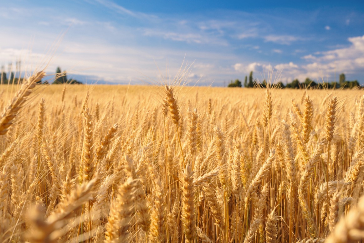 Złote pole dojrzałego zboża falujące na wietrze pod błękitnym niebem z lekkimi obłokami, widoczny pas zieleni drzew w oddali.
