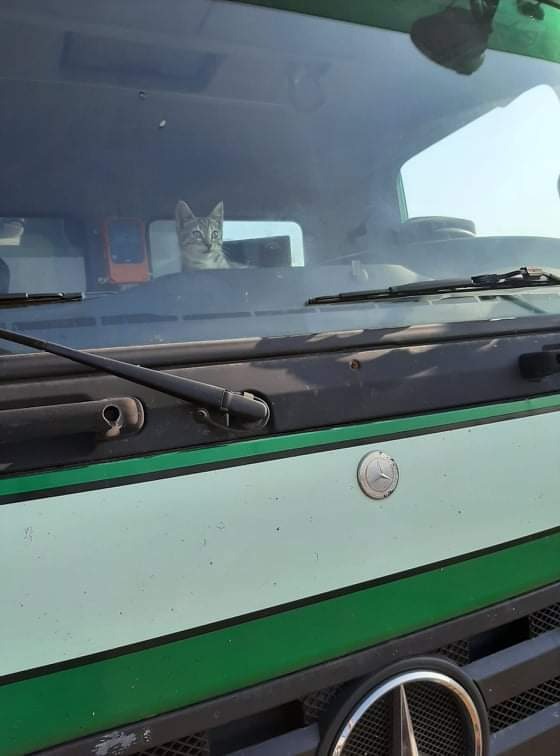 Szary pręgowany kot siedzi w kabinie zielono-białej ciężarówki z widocznym znaczkiem Mercedesa i piórem wycieraczki.
